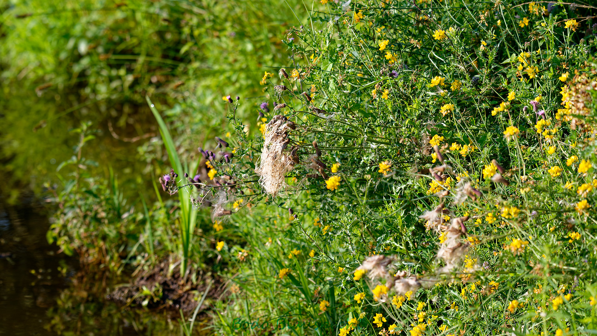 Pflanzen   Steveraue   2024.08.10 08.09 80 HD
